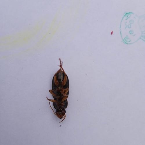 Ophonus sp.